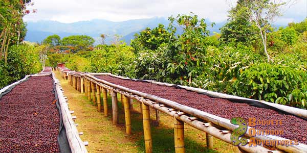 coffee plantation tours boquete panama